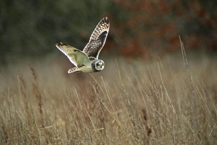 Short-eared Owl