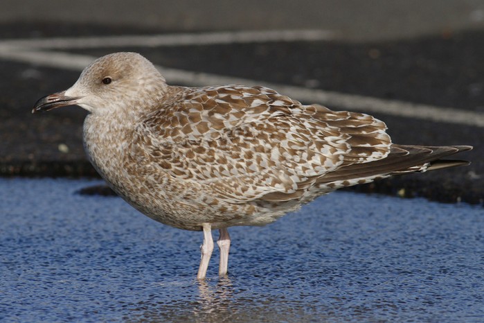 Scandinavian Herring Gull