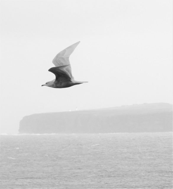 Iceland Gull