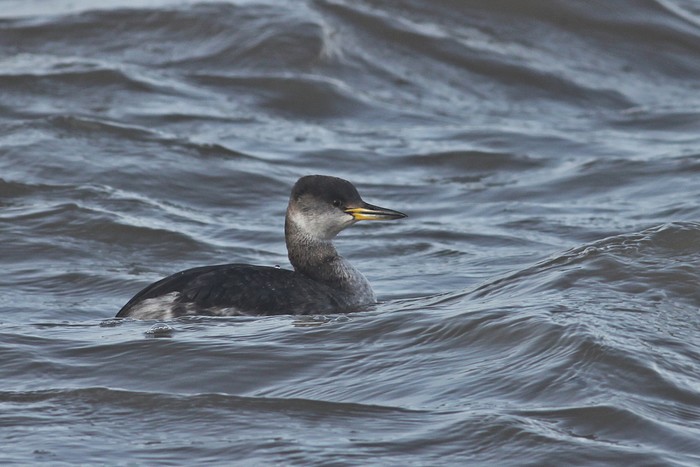 Red-necked Grebe