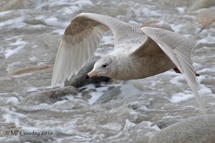 Glaucous Gull
