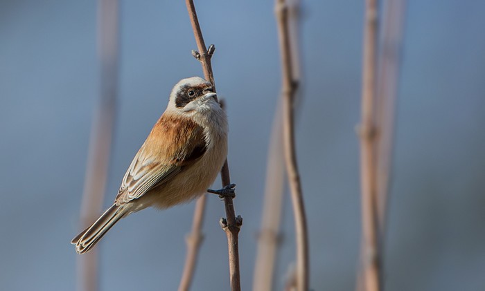 Penduline Tit