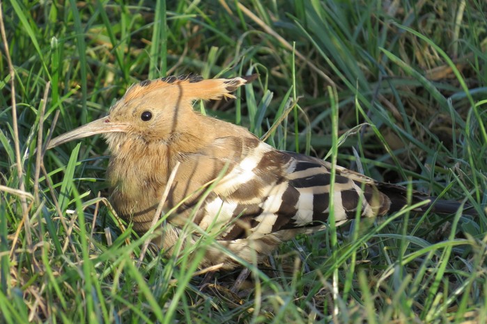 Hoopoe