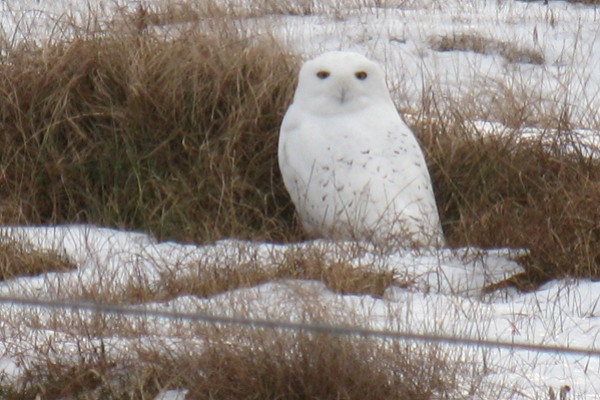 Snowy Owl