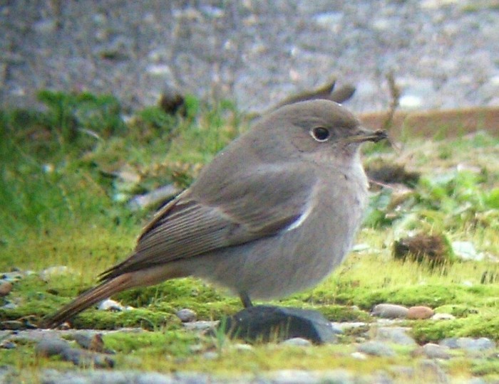 Black Redstart