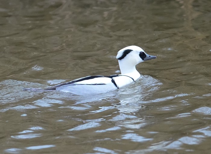 Smew