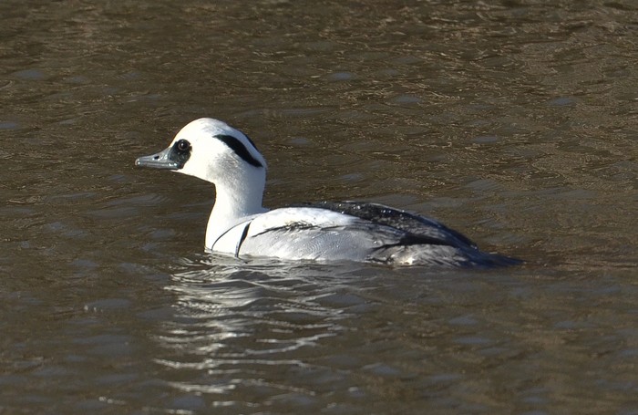 Smew