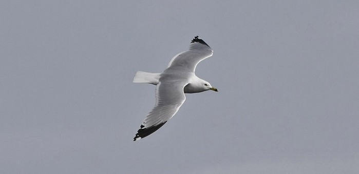 Ring-billed Gull