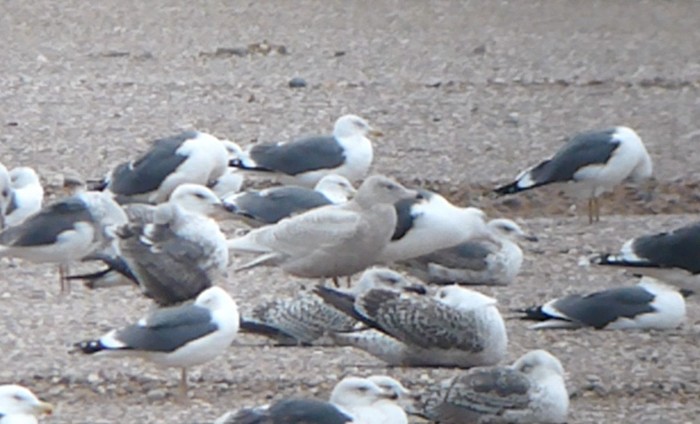 Glaucous Gull