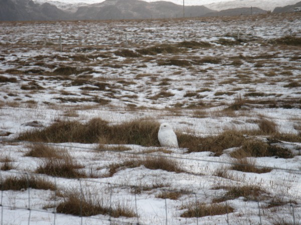 Snowy Owl