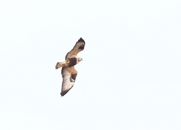 Rough-legged Buzzard