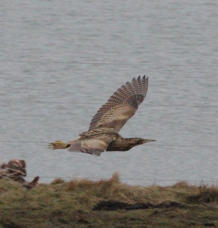 Bittern