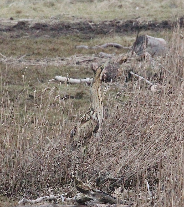 Bittern