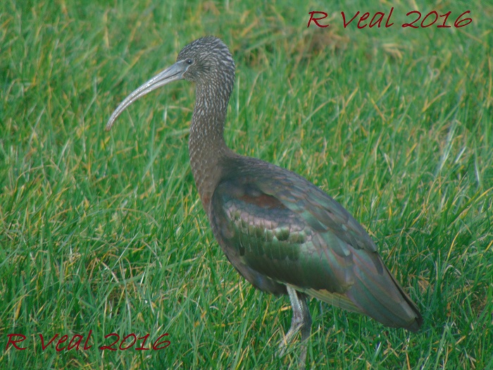 Glossy Ibis