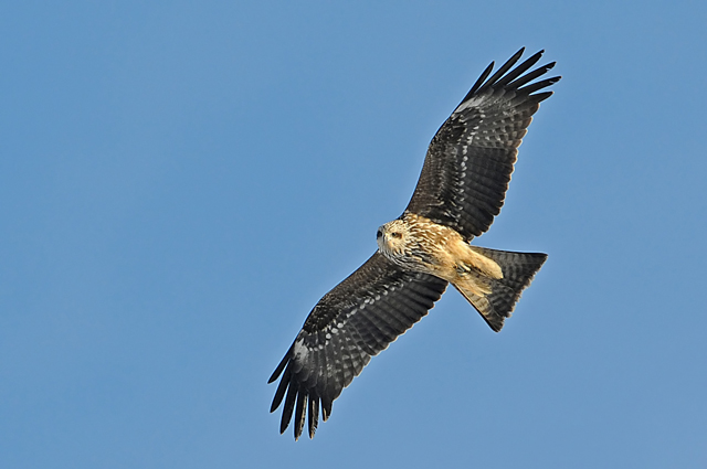 Black Kite