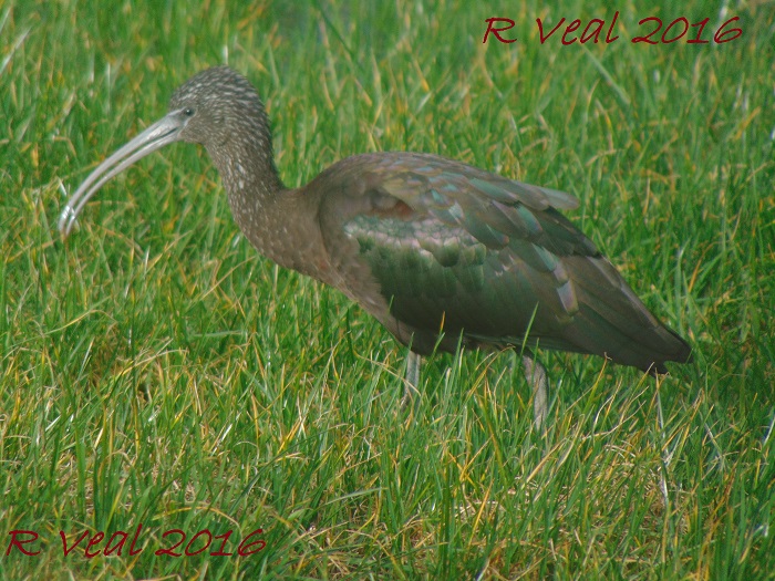 Glossy Ibis