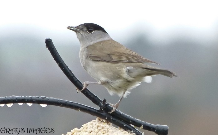 Blackcap