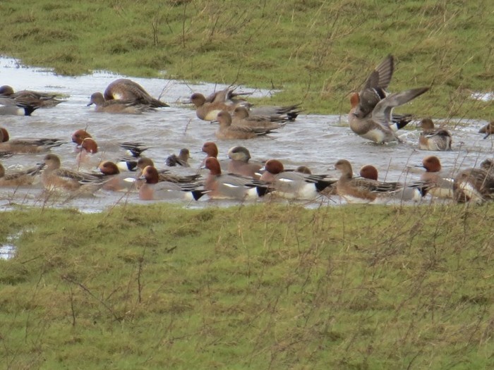 American Wigeon