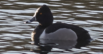 Ring-necked Duck