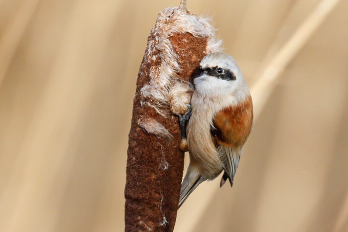 Penduline Tit