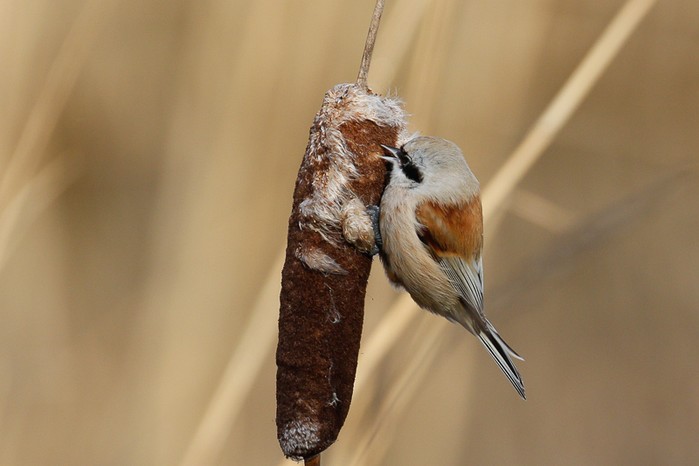 Penduline Tit
