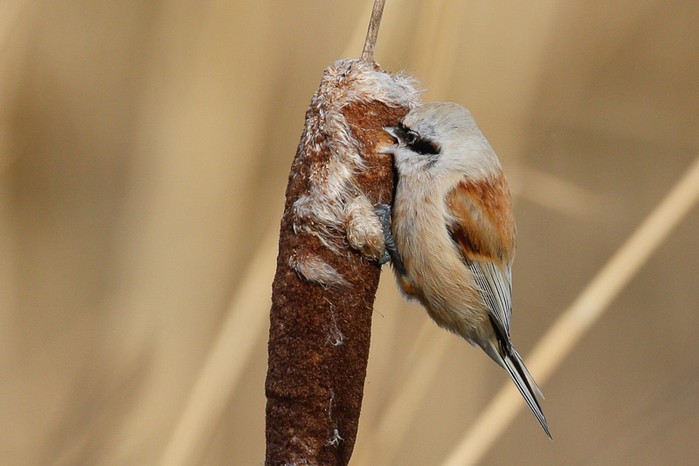 Penduline Tit