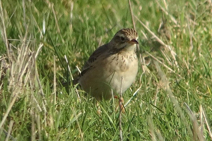 Richard's Pipit