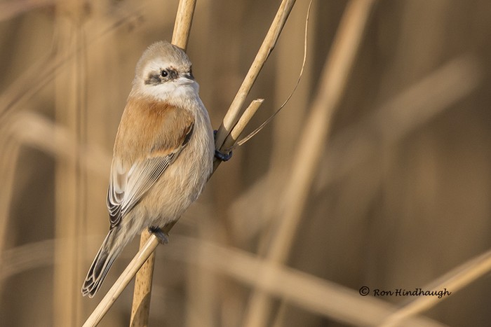 Penduline Tit