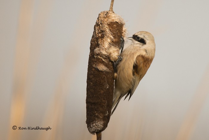 Penduline Tit