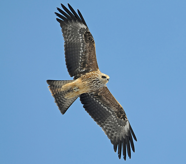 Black Kite