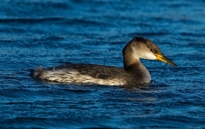 Red-necked Grebe