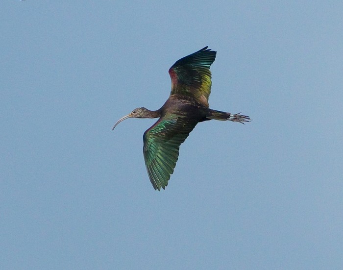 Glossy Ibis