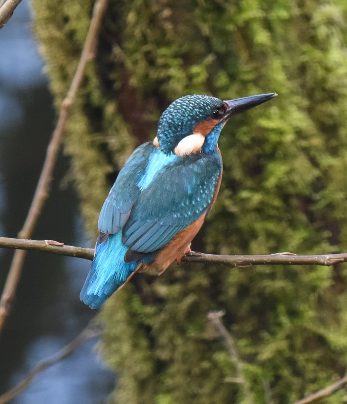 Kingfisher