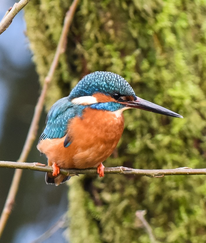 Kingfisher