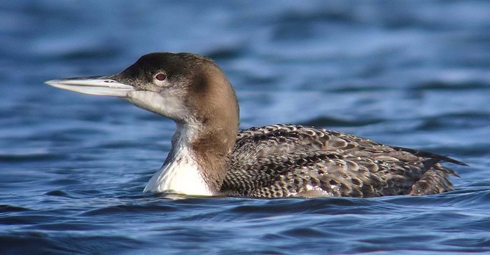 Great Northern Diver