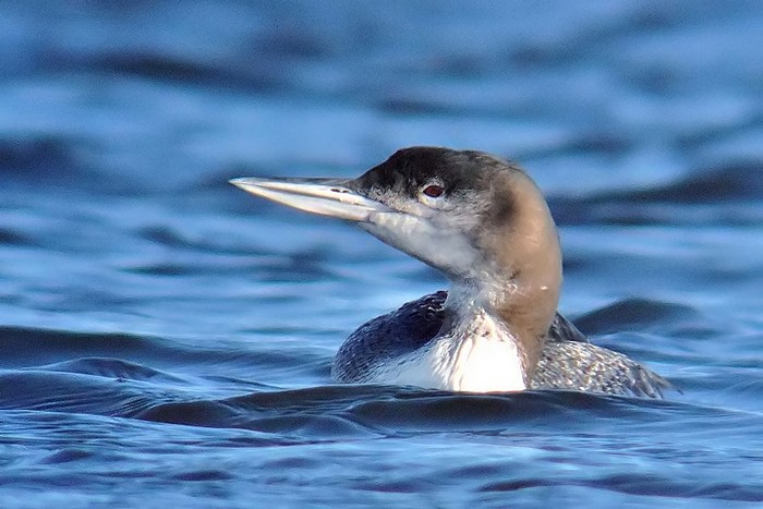 Great Northern Diver