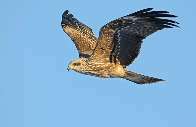 Black Kite