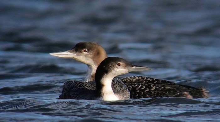 Great Northern Diver