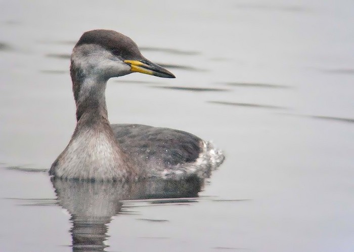 Red-necked Grebe
