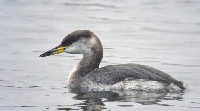Red-necked Grebe