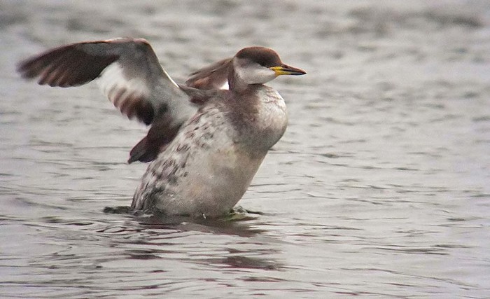 Red-necked Grebe