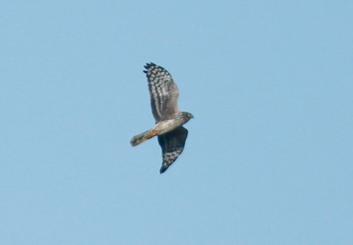 Hen Harrier