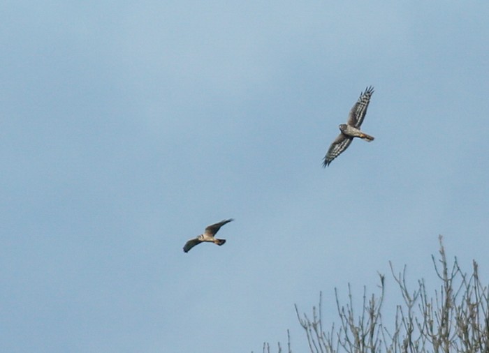 Hen Harrier