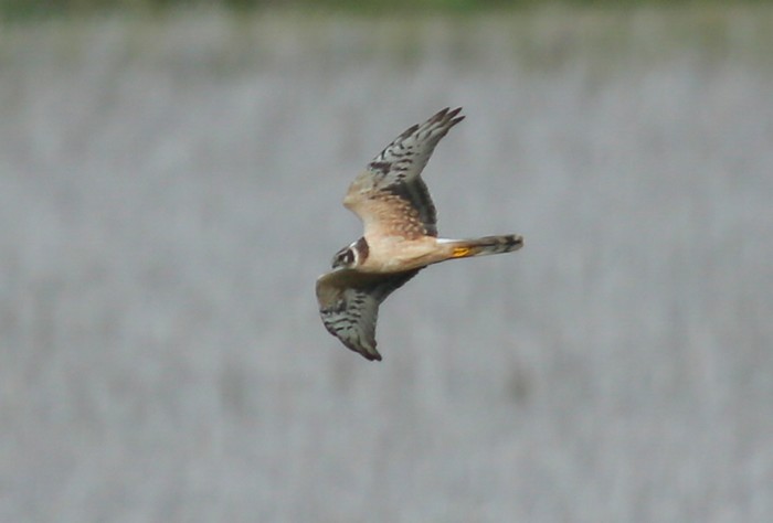 Pallid Harrier