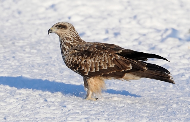 Black Kite