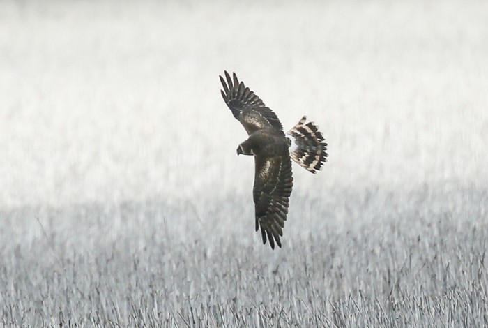 Pallid Harrier