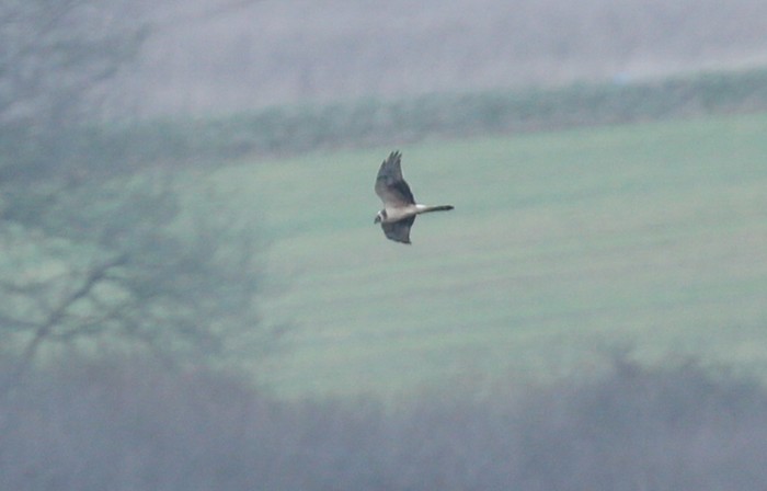 Pallid Harrier