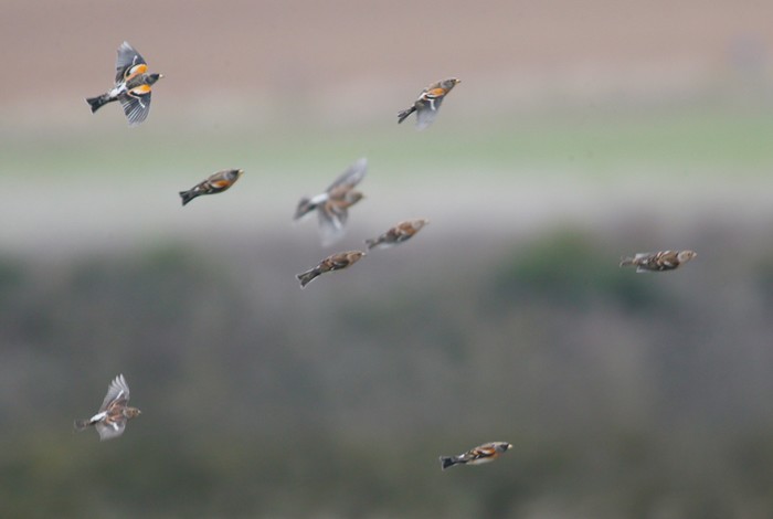 Brambling