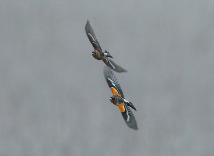 Brambling