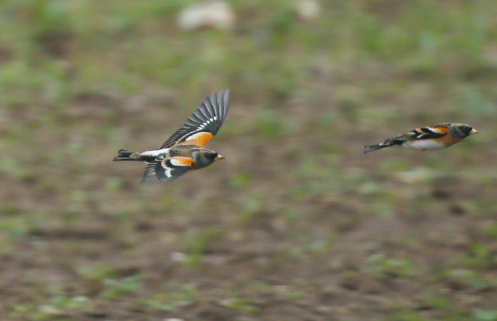 Brambling